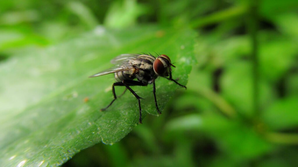 Understanding-The-Infestation-Of-Flies-On-Outdoor-Plants-on-icontentmart