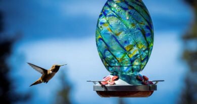 Feathered Friends – Installing And Maintaining A Window Hummingbird Feeder