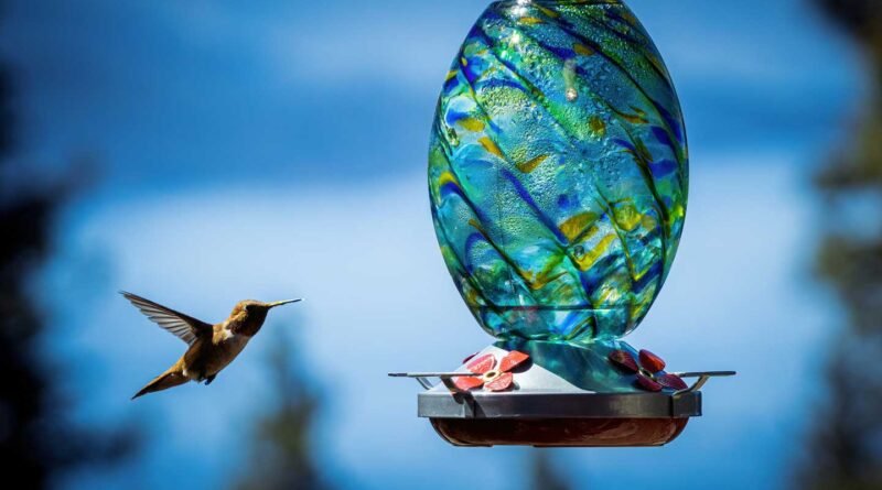 Feathered-Friends---Installing-And-Maintaining-A-Window-Hummingbird-Feeder-on-icontentmart